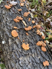 Trametes cinnabarina