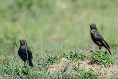 Myrmecocichla aethiops