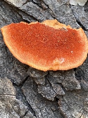 Trametes cinnabarina