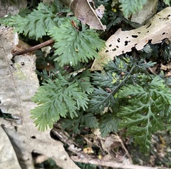 Hymenophyllum