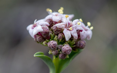 Valeriana carnosa