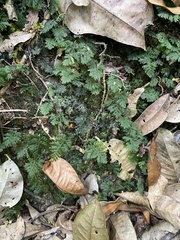 Hymenophyllum
