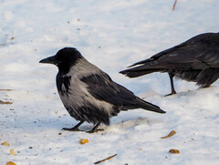 Corvus cornix × corone
