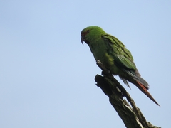 Enicognathus leptorhynchus