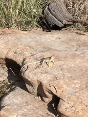 Crotaphytus collaris