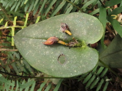 Pleurothallis