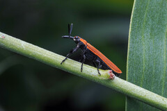 Rhinotia haemoptera
