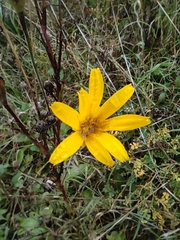 Tragopogon orientalis