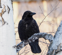 Corvus corone