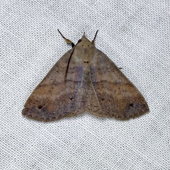 Ophyx eurrhoa