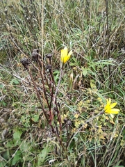 Tragopogon orientalis