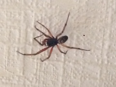Steatoda
