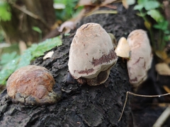 Phellinus