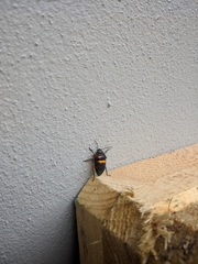 Lampromicra senator
