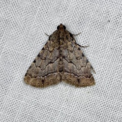 Diatenes aglossoides