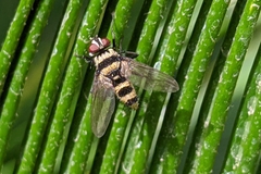 Trigonospila transvittata