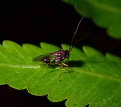 Eucharitidae