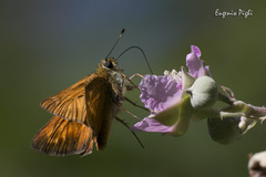 Ochlodes sylvanus
