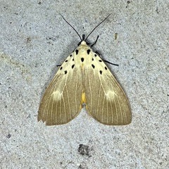Asota iodamia