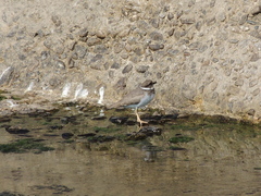 Charadrius placidus