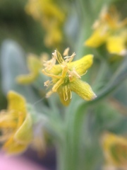 Tetragonia decumbens