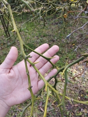 Citrus trifoliata