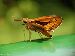 Cephrenes trichopepla