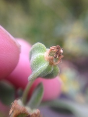 Tetragonia decumbens