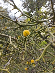 Citrus trifoliata