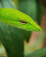 Ahaetulla prasina