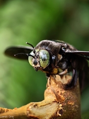 Xylocopa latipes