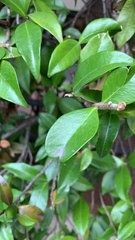 Trachelospermum asiaticum