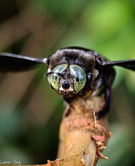Xylocopa latipes