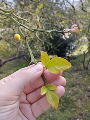 Citrus trifoliata