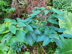 Triadica cochinchinensis