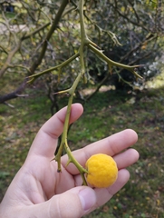 Citrus trifoliata