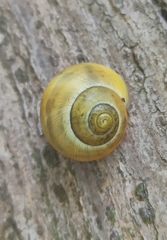 Cepaea
