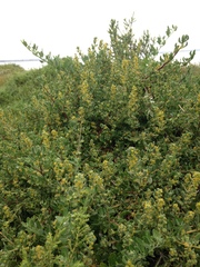 Tetragonia decumbens