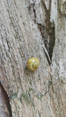 Cepaea