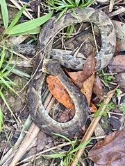 Bothrops jararaca