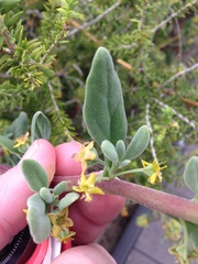 Tetragonia decumbens
