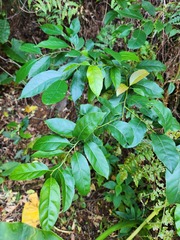 Itea parviflora
