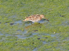 Gallinago