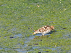 Gallinago