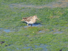 Gallinago