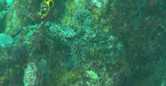 Scorpaenopsis oxycephalus