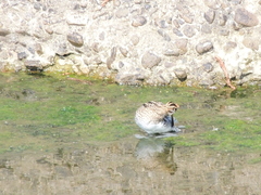 Gallinago