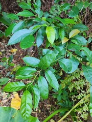 Itea parviflora
