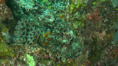 Scorpaenopsis oxycephalus