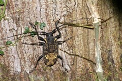 Polyrhaphis pilosa